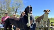 世界最高狗狗