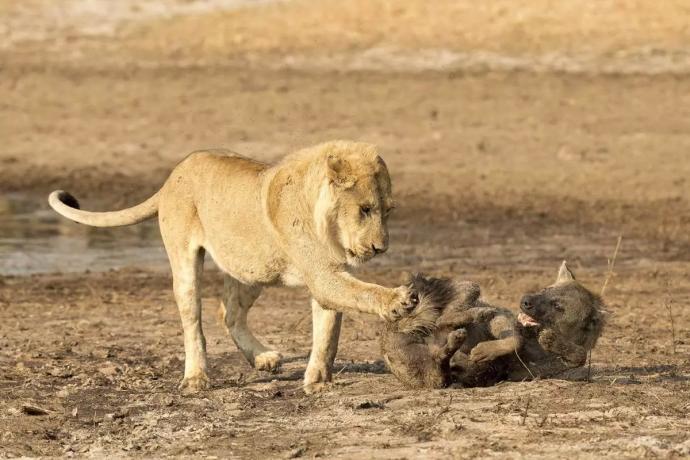 野兽王国 Savage Kingdom（第四季） Nat Geo Wild