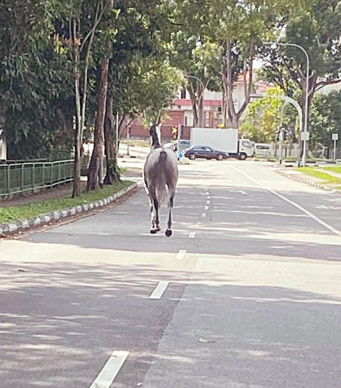 骏马逛马路