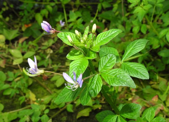 皱子白花菜 邓长权