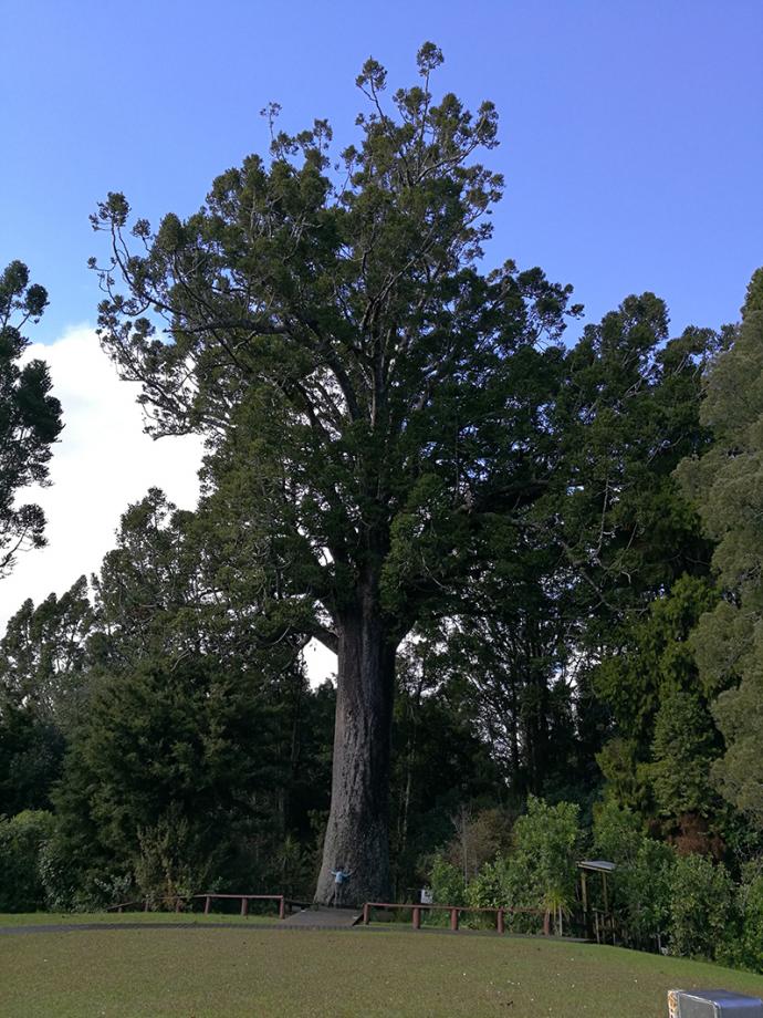 帕里贝壳杉公园（Parry kauri park）坐落在沃克沃斯（Warkworth），里头有贝壳杉博物馆与一棵800岁贝壳杉。 