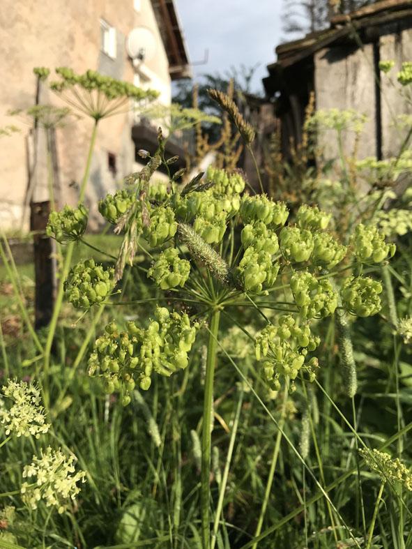 茴香花粉