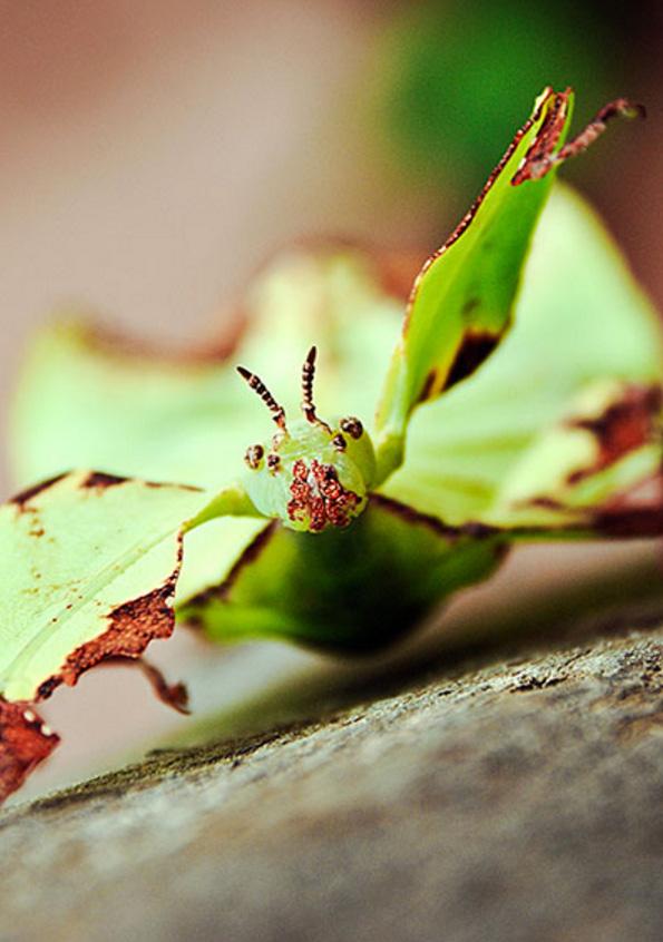 Animal Planet  小不点大神通：昆虫 Little Matters: Insects