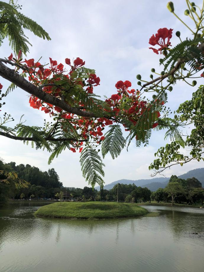 花 太平湖