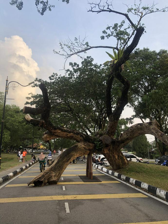 太平湖 雨树