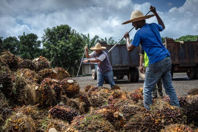 棕油 Palm Oil