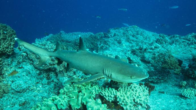 Nat Geo Wild 鲨鱼幻色术 Camo Sharks