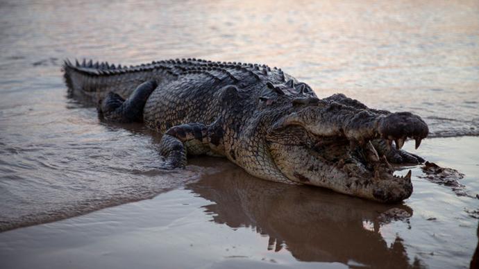 Nat Geo Wild 鳄鱼老大 Boss Croc