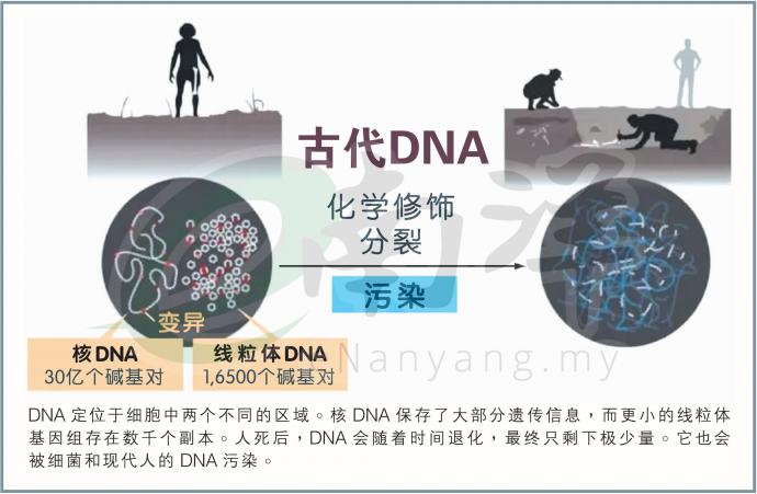 古代DNA 帕博