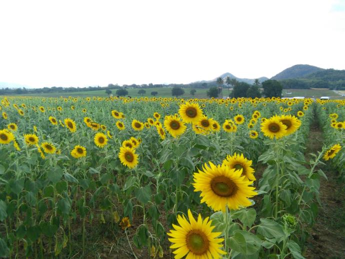 太阳花