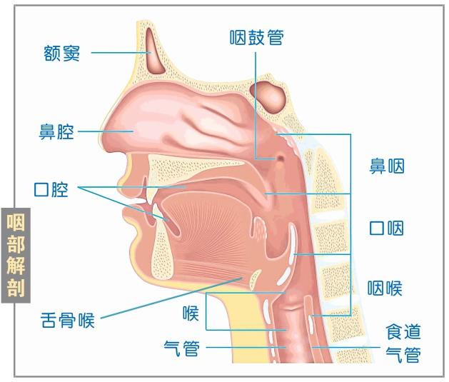 鼻咽 图表