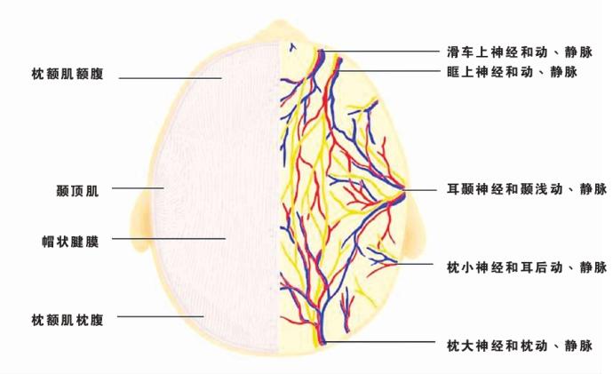 颅底