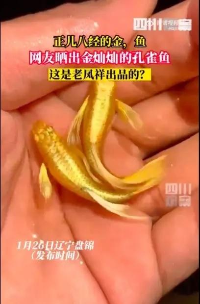 真的是“金”鱼全身发光身价非凡