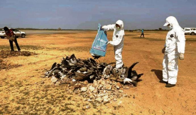 柬埔寨 禽流感