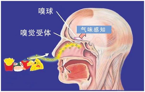 嗅觉简图