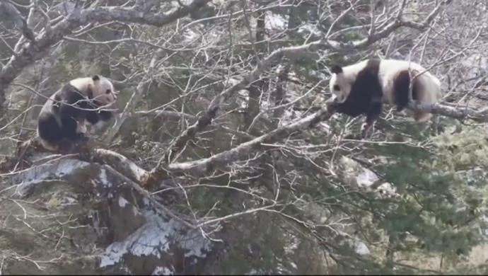 四川 熊猫