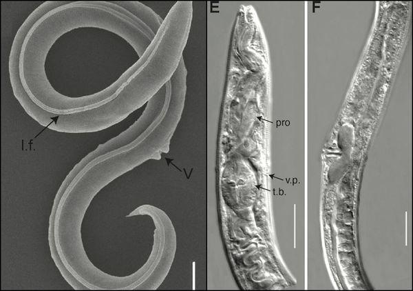 4.6万年线虫