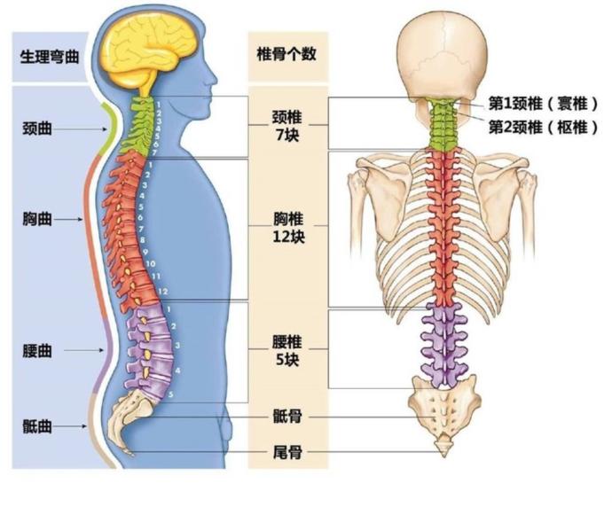 人体脊椎构造