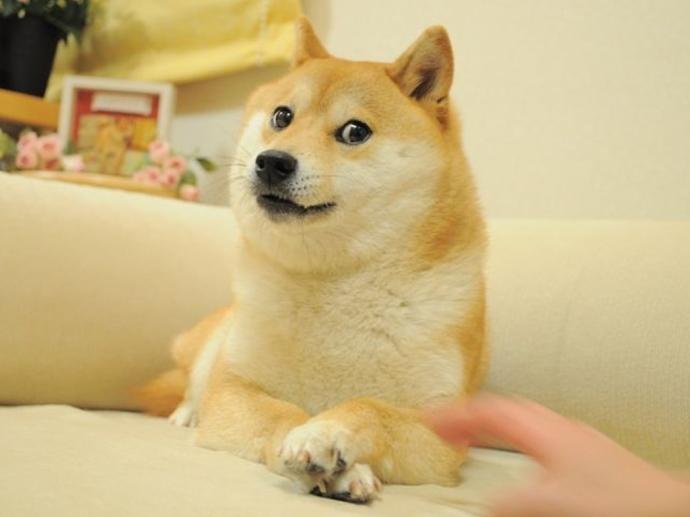 柴犬MEME（迷因）图始祖Doge