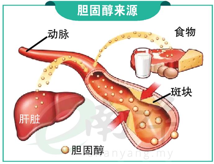 胆固醇来源