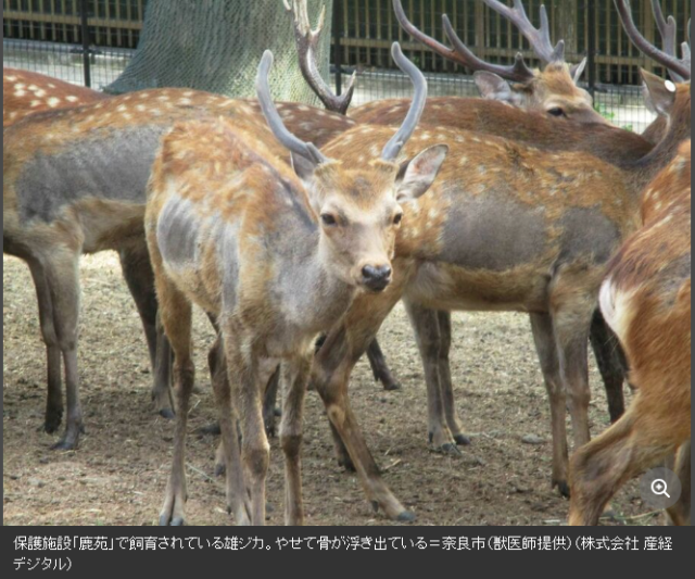 日本奈良鹿