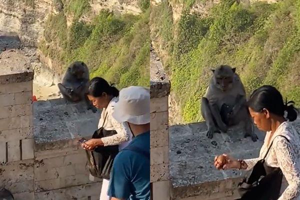 猴子抢走游客手机