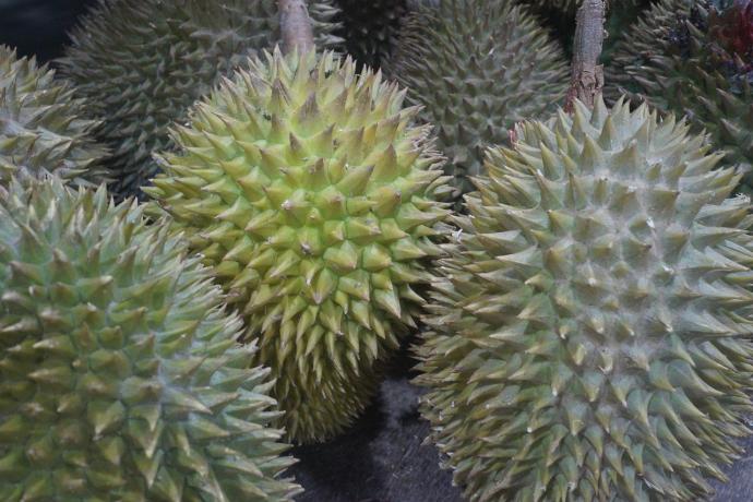 durian fruit 榴梿