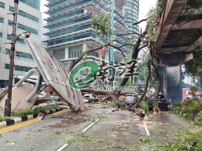 大雨树倒砸多车