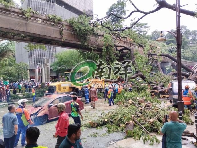 大雨树倒砸多车