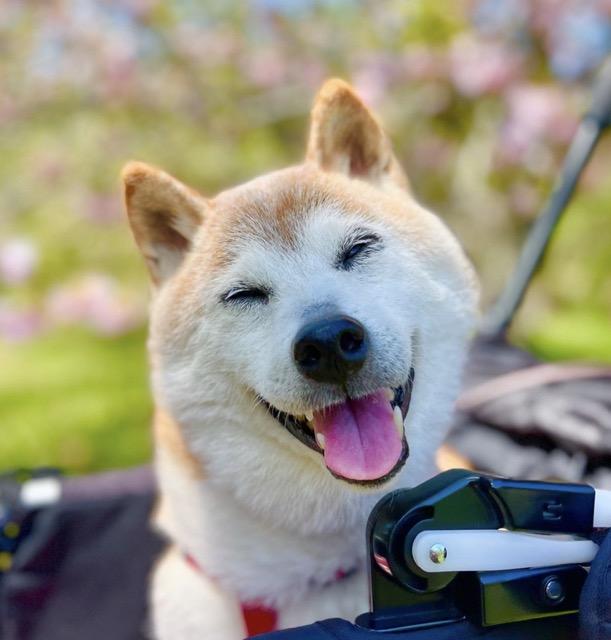 柴犬 ShibaInu Kabosu