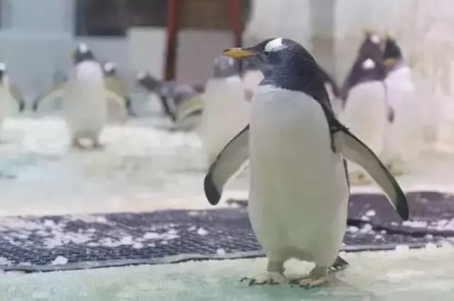 企鹅 Penguin