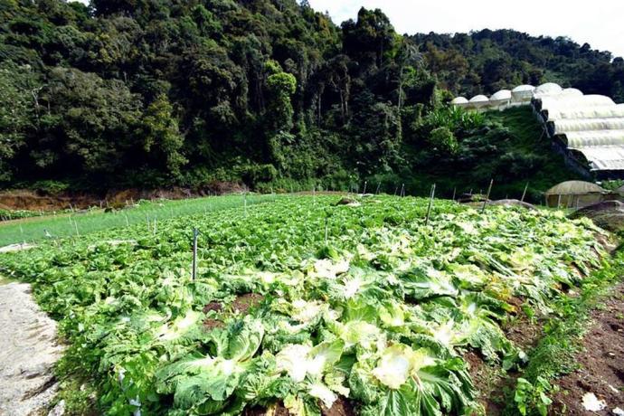 金马仑高原 蔬菜