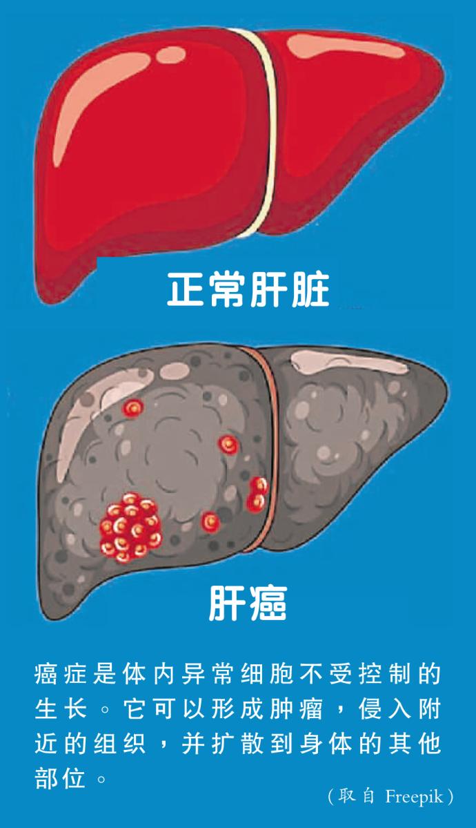 肝脏