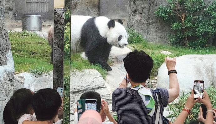 香港海洋公园的大熊猫乐乐（明报）