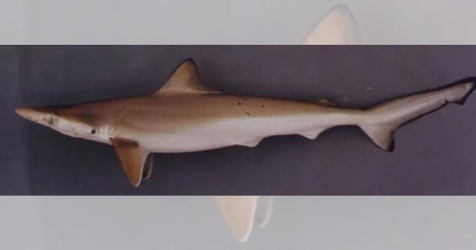 巴西斜钜牙鲨 rhizoprionodon