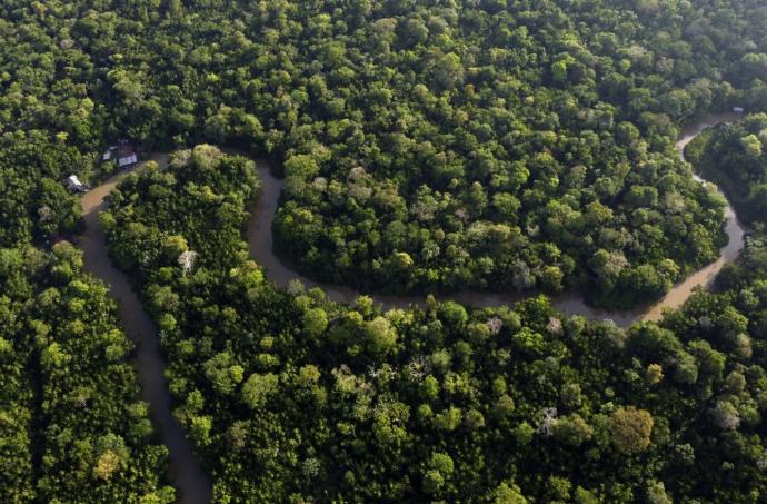 巴西 亚马逊雨林 Brazil Amazon Rainforest 