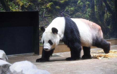 东京 上野动物园 大熊猫 力力