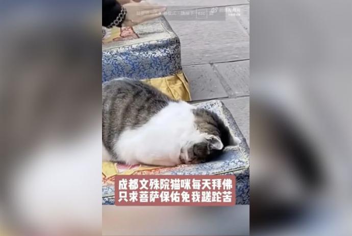 小猫拜佛（取自微博）