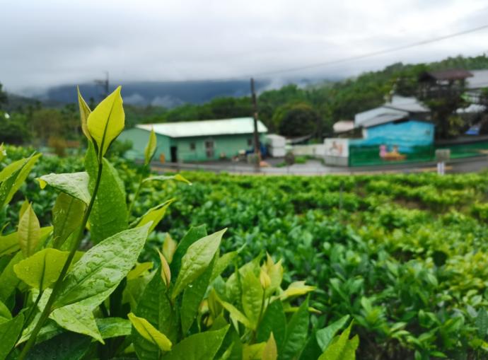 和菓森林里雨后茶园