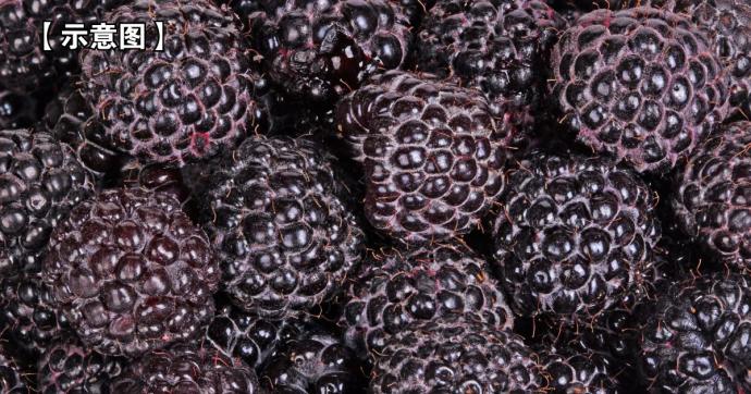 黑覆盆子 black raspberry