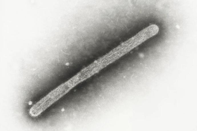 H5N1禽流感病毒