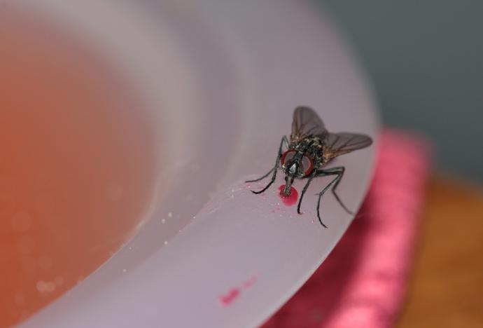 苍蝇 Housefly