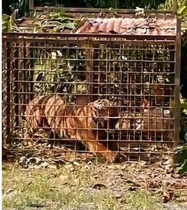 老虎 猛虎 野生动物