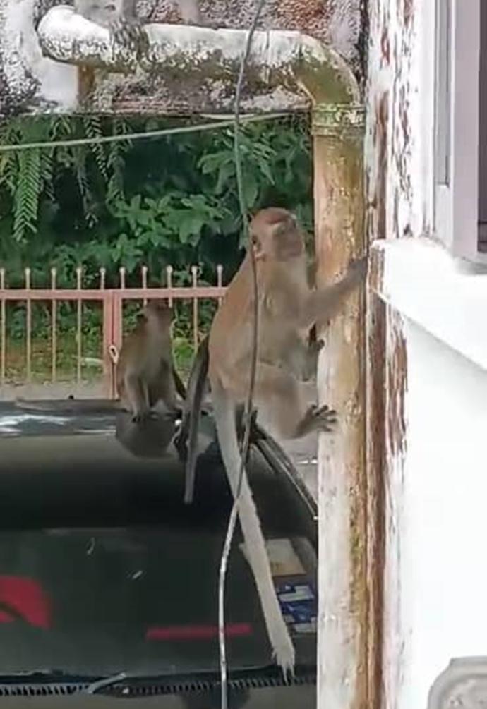 野猴潜入民宅觅食