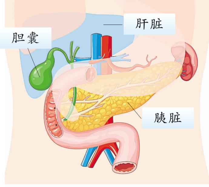 肝脏