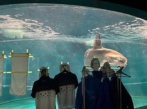 日本水族馆“海响馆”翻车鱼忧郁假人（取自海响馆X平台）