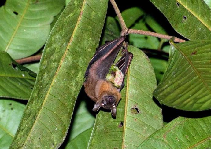 蝙蝠 短耳犬蝠 Cynopterus brachyotis