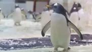 企鹅 Penguin