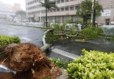 台风潭美29日侵袭日本冲绳，带来的狂风暴雨把路树吹倒，也造成多人受伤。（共同社提供）