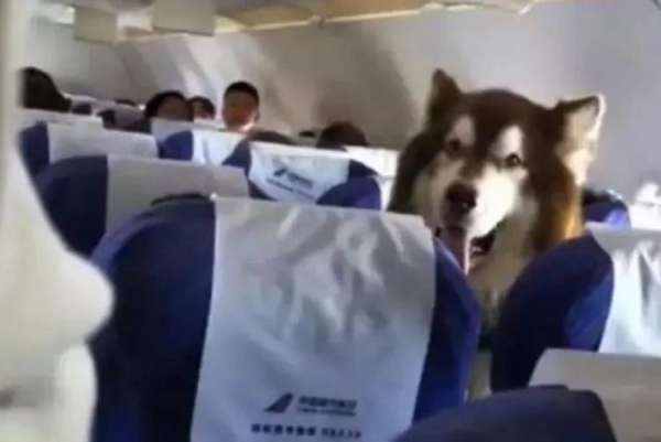 南方航空客机经济舱坐了只阿拉斯加犬 。